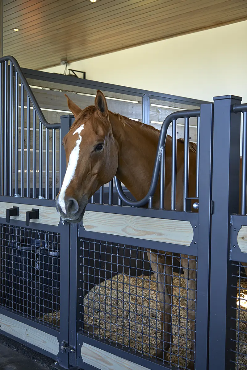 Stable And Horses at Lasso Way Estate