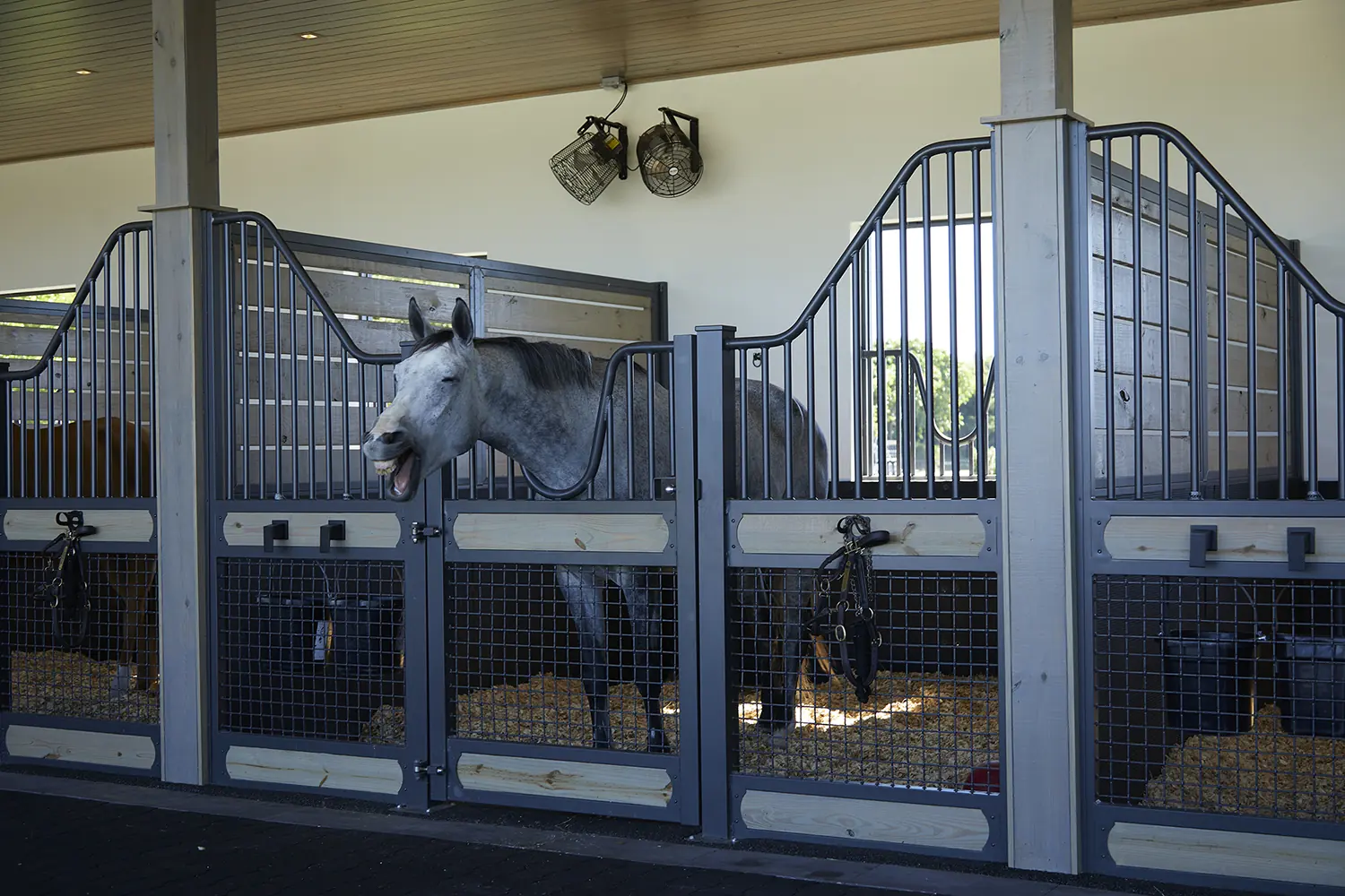 Stable And Horses at Lasso Way Estate