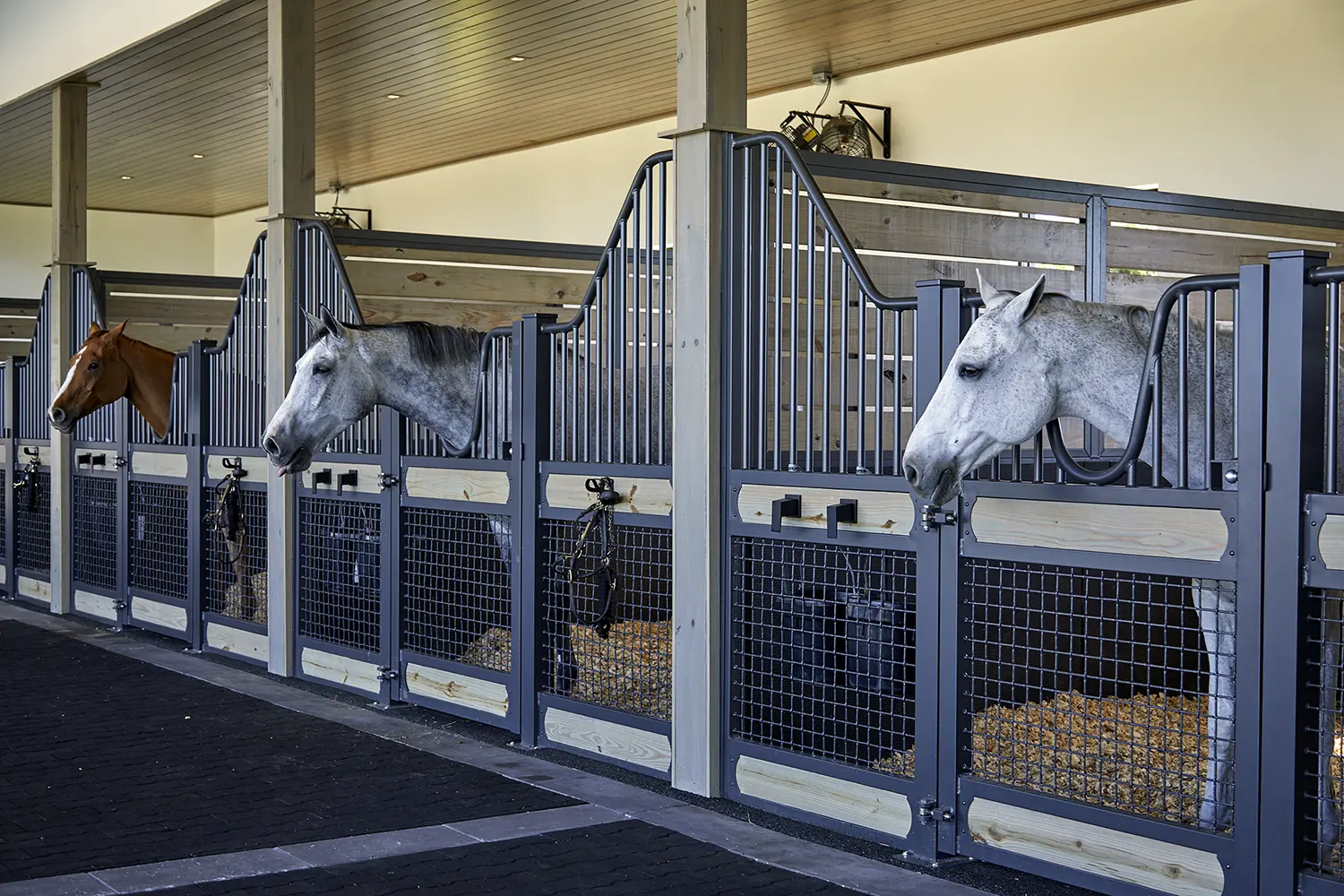 Stable And Horses at Lasso Way Estate